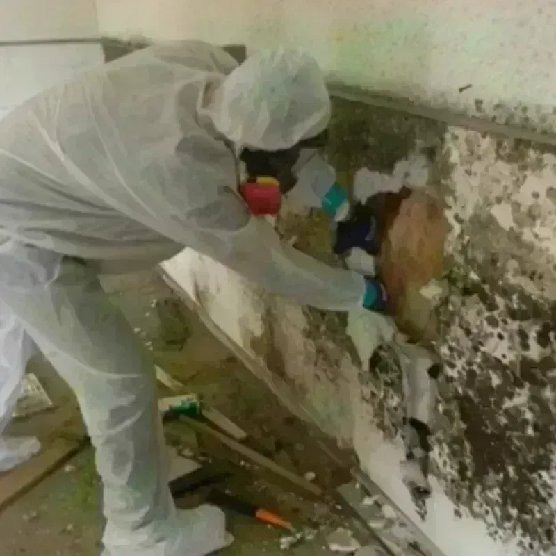 Mold Remediation and Removal in Wayne County, IL